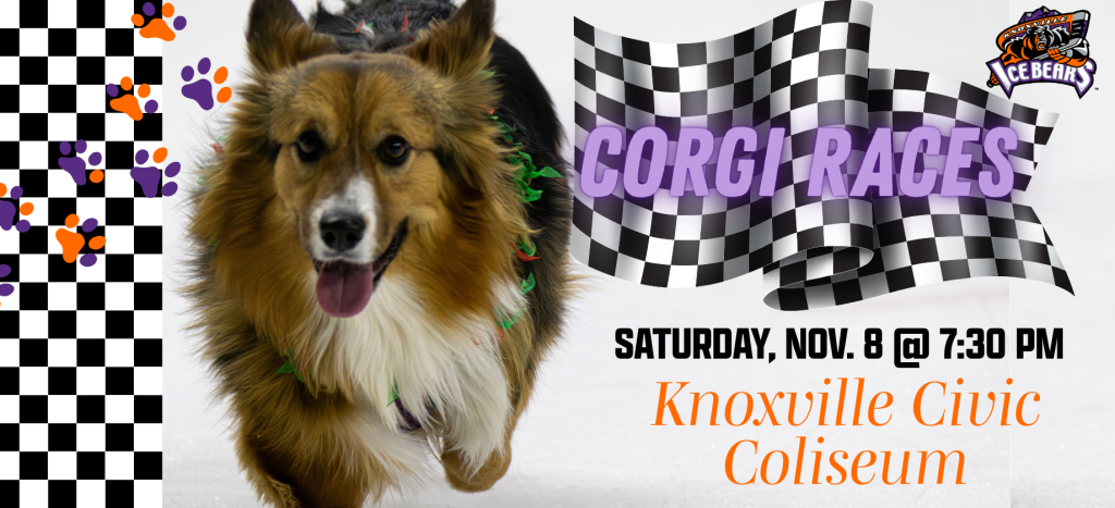 Corgi Races - Knoxville Ice Bears